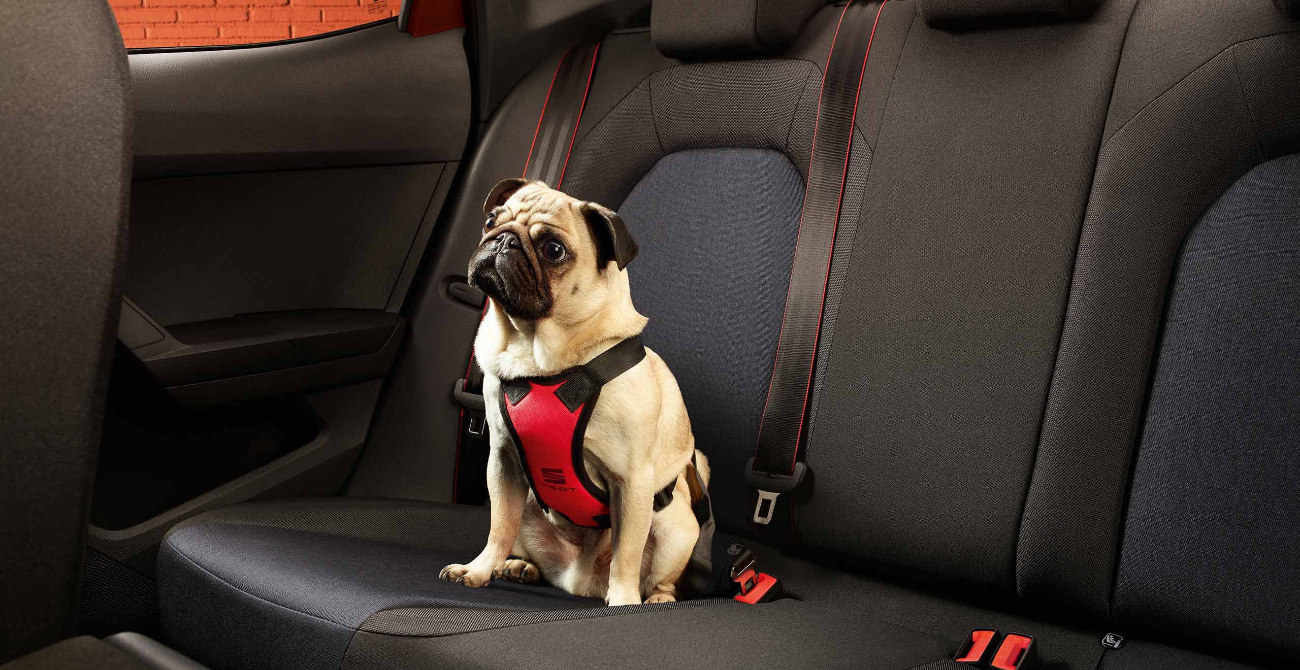 Gos assegut al seient posterior del SEAT Ibiza amb un arnès per a gossos